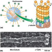 Centrosome and γ-tubulin ring complex