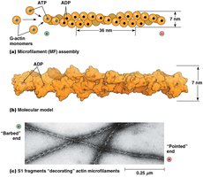 Microfilament structure and assembly