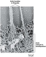 Actin bundles in filopodia and lamellipodium