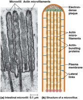 Microfilaments in microvilli
