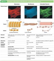 Comparison table of microtubules, microfilaments, and intermediate filaments