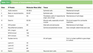 Table of classes of intermediate filaments