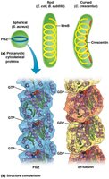 Structure comparison of bacterial and eukaryotic cytoskeletal proteins