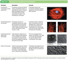 Table of techniques for visualizing the cytoskeleton