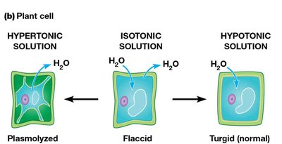Effects of tonicity on plant cells