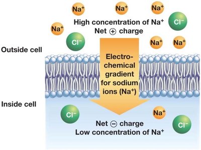 Electrochemical gradient for sodium ions across the membrane