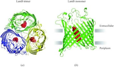 Structure of a porin protein