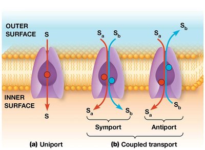 Types of carrier-mediated transport: uniport, symport, antiport
