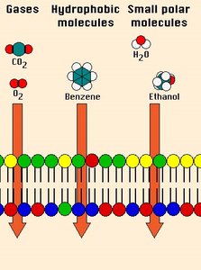 Types of molecules that can cross the membrane by simple diffusion