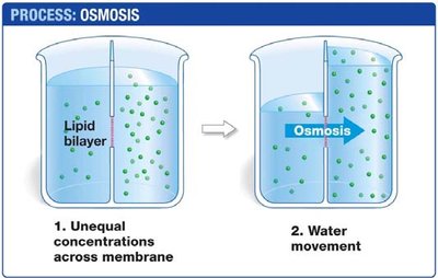 Process of osmosis across a lipid bilayer