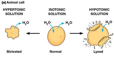 Effects of tonicity on animal cells