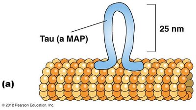 Tau (a MAP) binding to microtubule