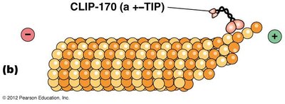 CLIP-170 (+TIP protein) stabilizing microtubule plus end