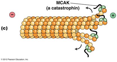 MCAK (a catastrophin) promoting microtubule depolymerization