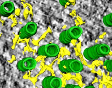 Mesh structure stabilizing microtubules