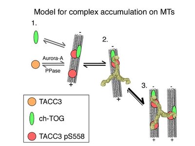 Model for complex accumulation on microtubules