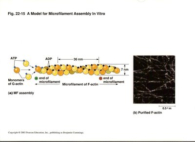 Model for microfilament assembly in vitro