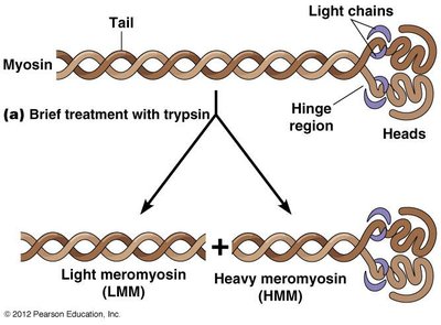 Myosin S1 fragments decorating actin microfilaments