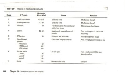 Table of classes of intermediate filaments