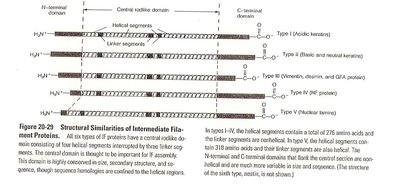 Model for intermediate filament assembly in vitro
