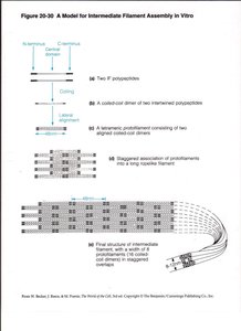 Structural similarities of intermediate filament proteins