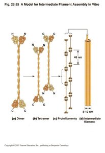 Model for intermediate filament assembly in vitro
