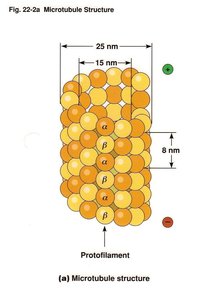 Microtubule structure diagram