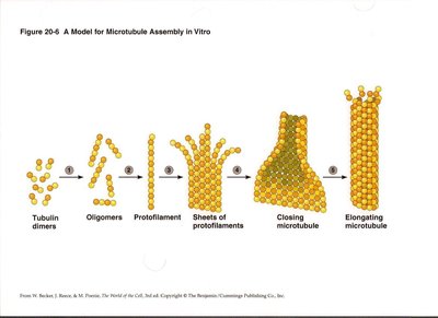 Model for microtubule assembly in vitro