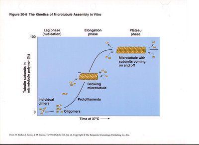 Kinetics of microtubule assembly in vitro