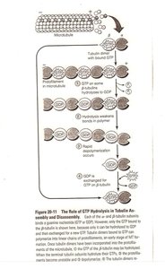 Role of GTP hydrolysis in tubulin assembly and disassembly