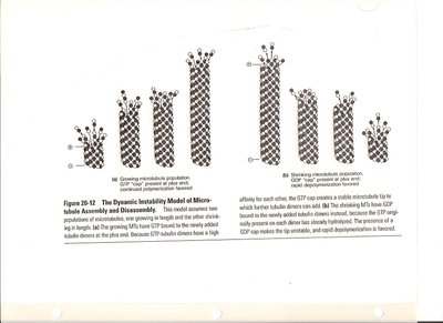 Dynamic instability model of microtubule assembly and disassembly