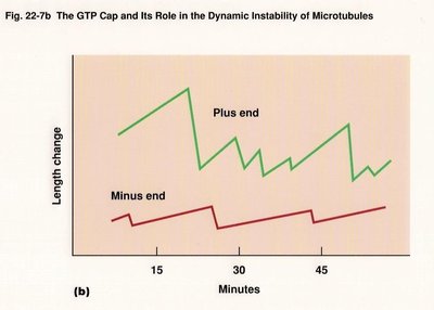 Graph of microtubule length change at plus and minus ends