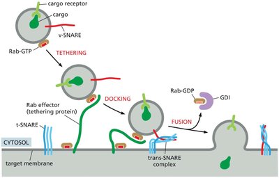 Tethering, docking, and fusion of a transport vesicle to a target membrane