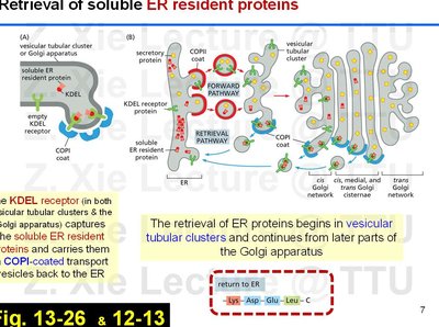 Retrieval of soluble ER resident proteins via KDEL receptor and COPI vesicles