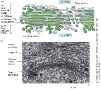 The Golgi apparatus consists of an ordered series of compartments