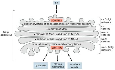 Oligosaccharide processing in Golgi compartments