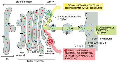 Three best-understood pathways of protein sorting in the trans Golgi network