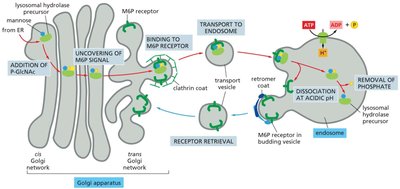 Transport of newly synthesized lysosomal hydrolases to endosomes