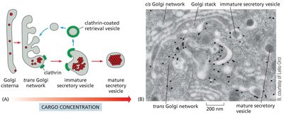 The formation of secretory vesicles and their exocytosis