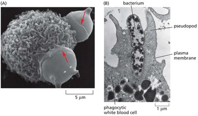 Phagocytosis by a macrophage