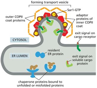Recruitment of membrane and soluble cargo molecules into ER transport vesicles