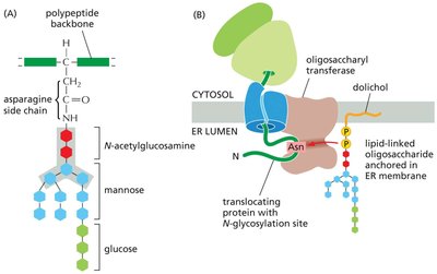 N-linked protein glycosylation in the rough ER