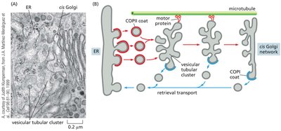 Vesicular tubular clusters mediate transport from the ER to Golgi apparatus
