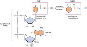 NAD+ and NADH structure and redox reaction