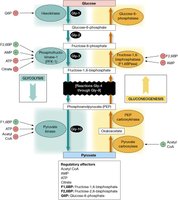 Allosteric regulation of glycolysis and gluconeogenesis