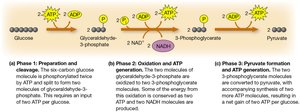 Phases of glycolysis and ATP/NADH involvement