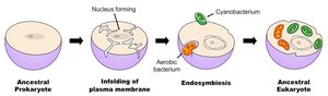 Model for the evolution of eukaryotic cells via endosymbiosis