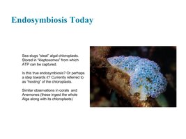 Sea slug with endosymbiotic chloroplasts