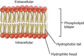 Phospholipid bilayer structure of the plasma membrane