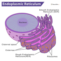 Structure of mitochondria